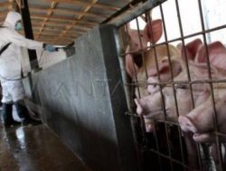 Virus Serang ‘Babi – Babi’ di Ende, 39 Ekor Mati Positif ASF